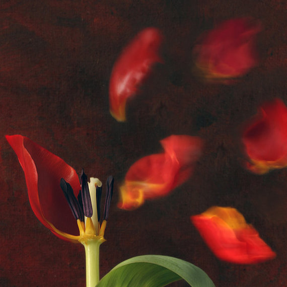 Tulip_and_windy_mood_by_Floriandra