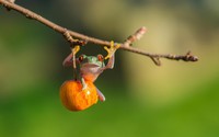 swing-orange-branch-frog-13767-1680x1050