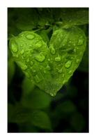Green_Love_by_GrandSpammer