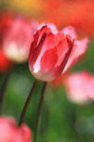 tulip_by_fire