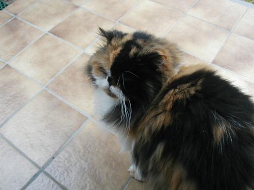 Mon Chaton A Un Strabisme Chats Forum Animaux Doctissimo Mon Chaton A Un Strabisme Chats Forum Animaux Doctissimo