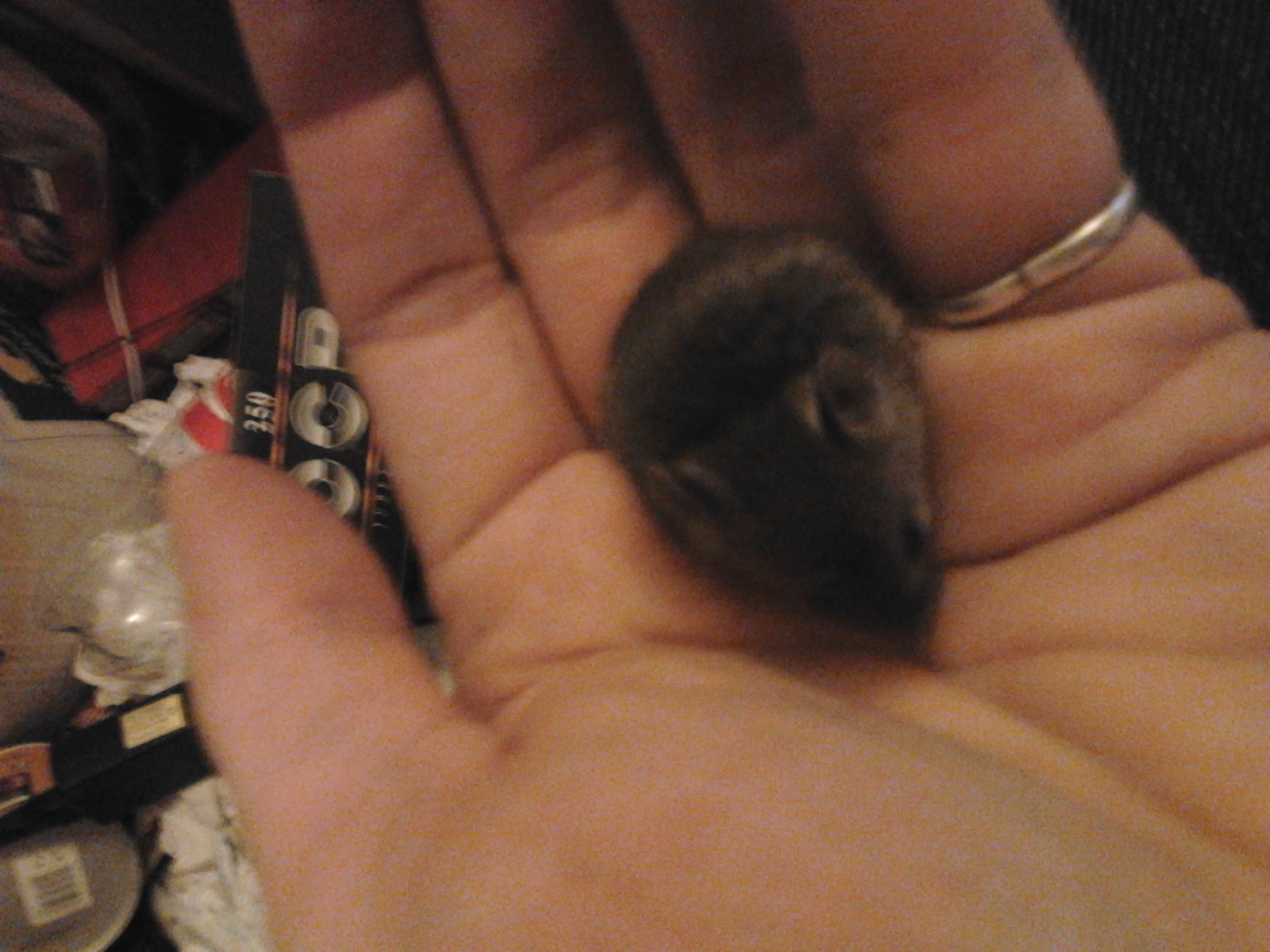 Un Mulot Nomme Avorton Nouveaux Animaux De Compagnie Rats Reptiles Furets Forum Animaux Doctissimo Un Mulot Nomme Avorton Nouveaux Animaux De Compagnie Rats Reptiles Furets Forum Animaux Doctissimo