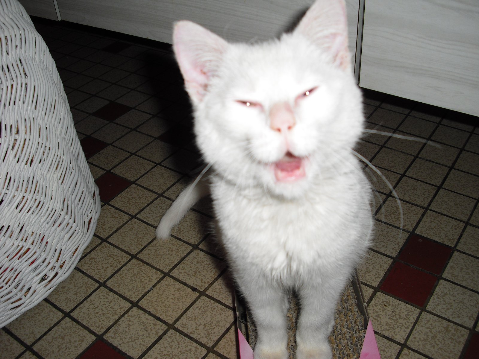 Un Produit Anti Puces Qui Agit Contre La Teigne Chats Forum Animaux Doctissimo Un Produit Anti Puces Qui Agit Contre La Teigne Chats Forum Animaux Doctissimo