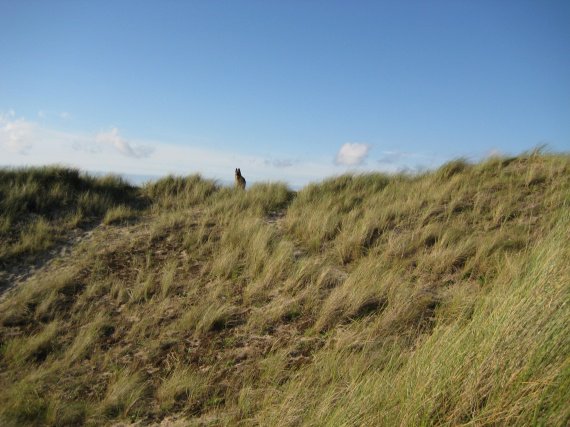 Les dunes avec Sania en haut