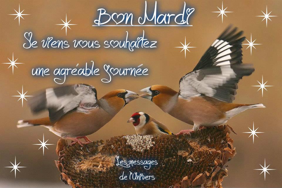 Bon Courage Et Gros Bisous Mardi Ray78 Photos Club Doctissimo