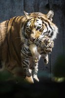 Belle maman tigre et son bébé