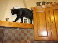 Hugo dans la cuisine