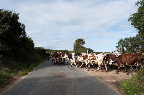 Vaches normandes rentrant à la ferme pour la traite