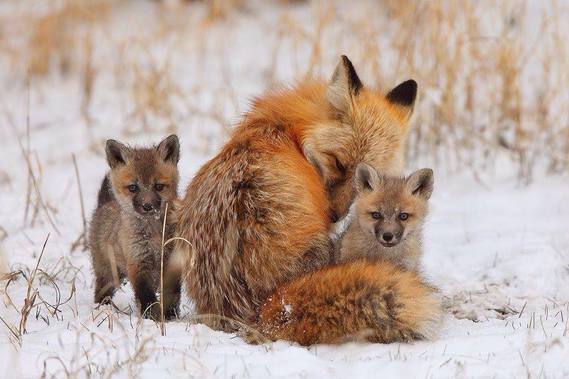 Maman renard et ses petits