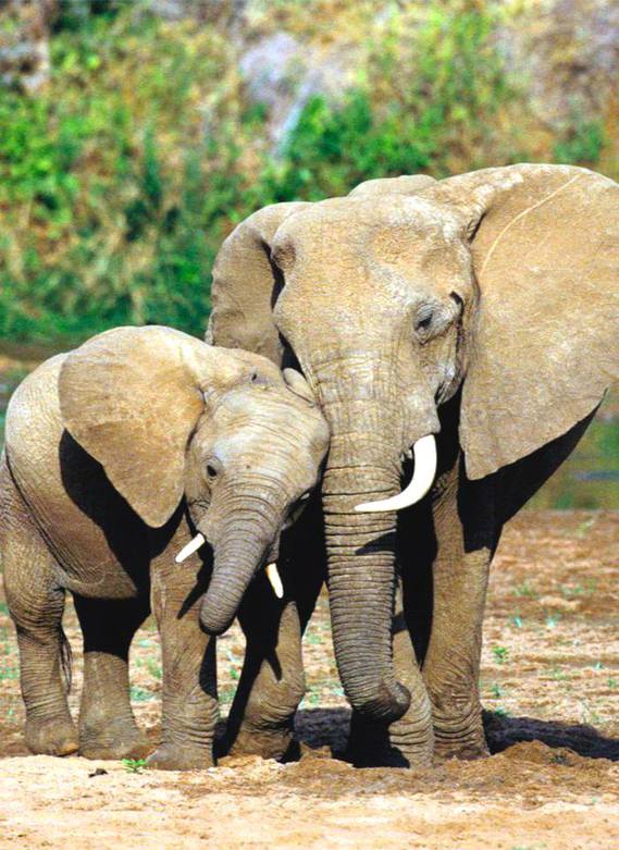 Une éléphante avec son petit