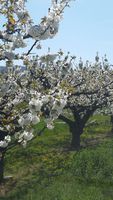 Pommiers en fleurs dans le Cotentin