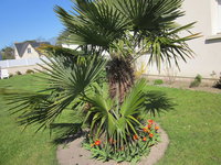Mon palmier