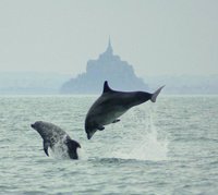 Des dauphins autour du Mont-St-Michel !!!...