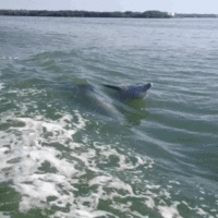 J'adore les dauphins