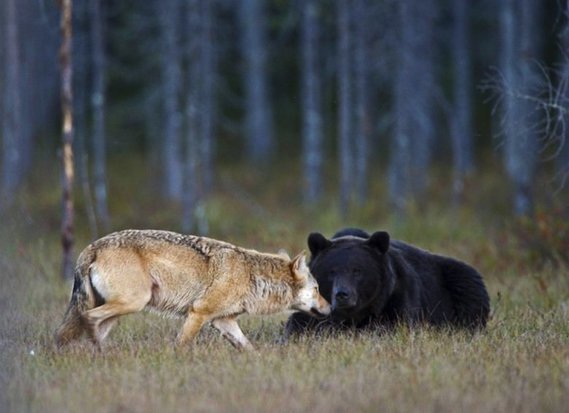 Amitié et belle complicité entre un loup et un ours