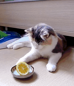 Les chats n'aiment pas le citron
