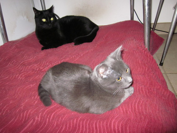 Hugo et Liza sur le coussin de Daily dans l'arrière cuisine