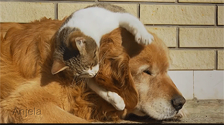 Quelle gentillesse et patience ce chien !!!... - Gifs animés (animaux) - ray78 - Photos - Club Doctissimo