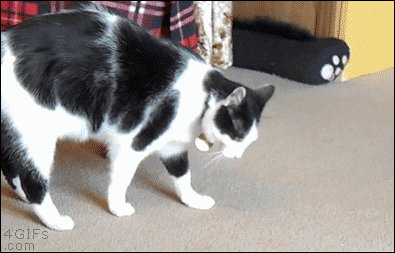 Rigolo ce chat qui fait des calipettes - Gifs animés (animaux) - ray78 -  Photos - Club Doctissimo