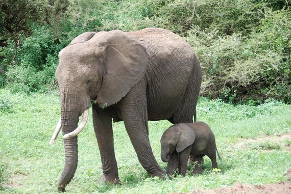 .J'adore les éléphants