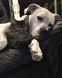 06-funny-gif-215-dog-and-cat-chilling