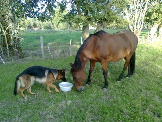 Belle entente entre ce cheval et ce beau chien