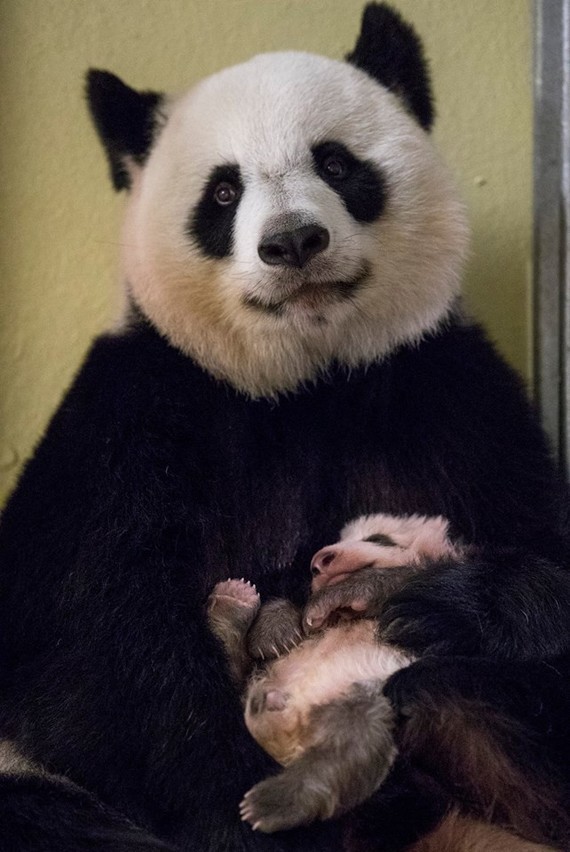 La maman panda avec son petit au Zoo de Beauval