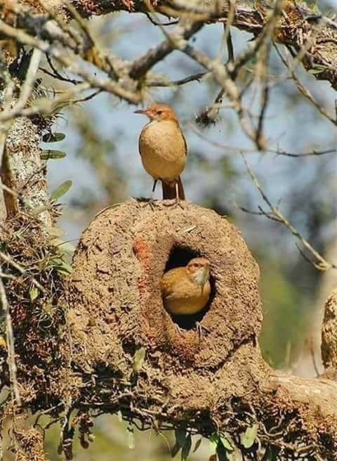 Magnifique nid