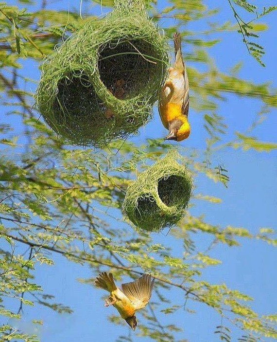 Très beaux nids également