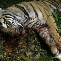 Le pauvre tigre abattu à Paris