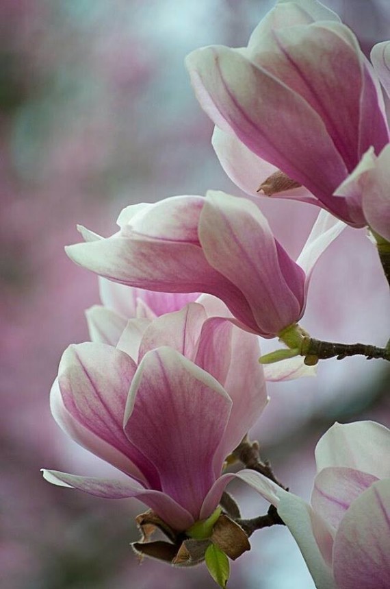Fleurs de Magnolia