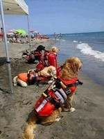 chiens sauveteurs en mer