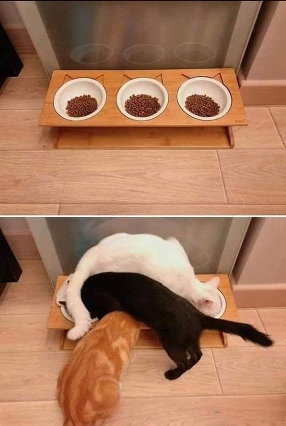 La logique des chats !