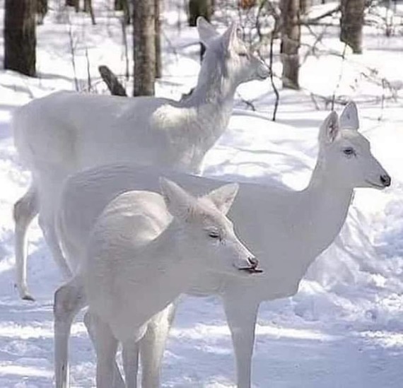 cerfs blancs très rares