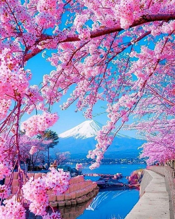 Mont Fuji au Japon  et cerisiers en fleurs