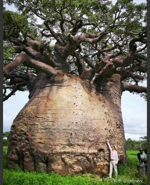 Le plus vieux baobab du monde