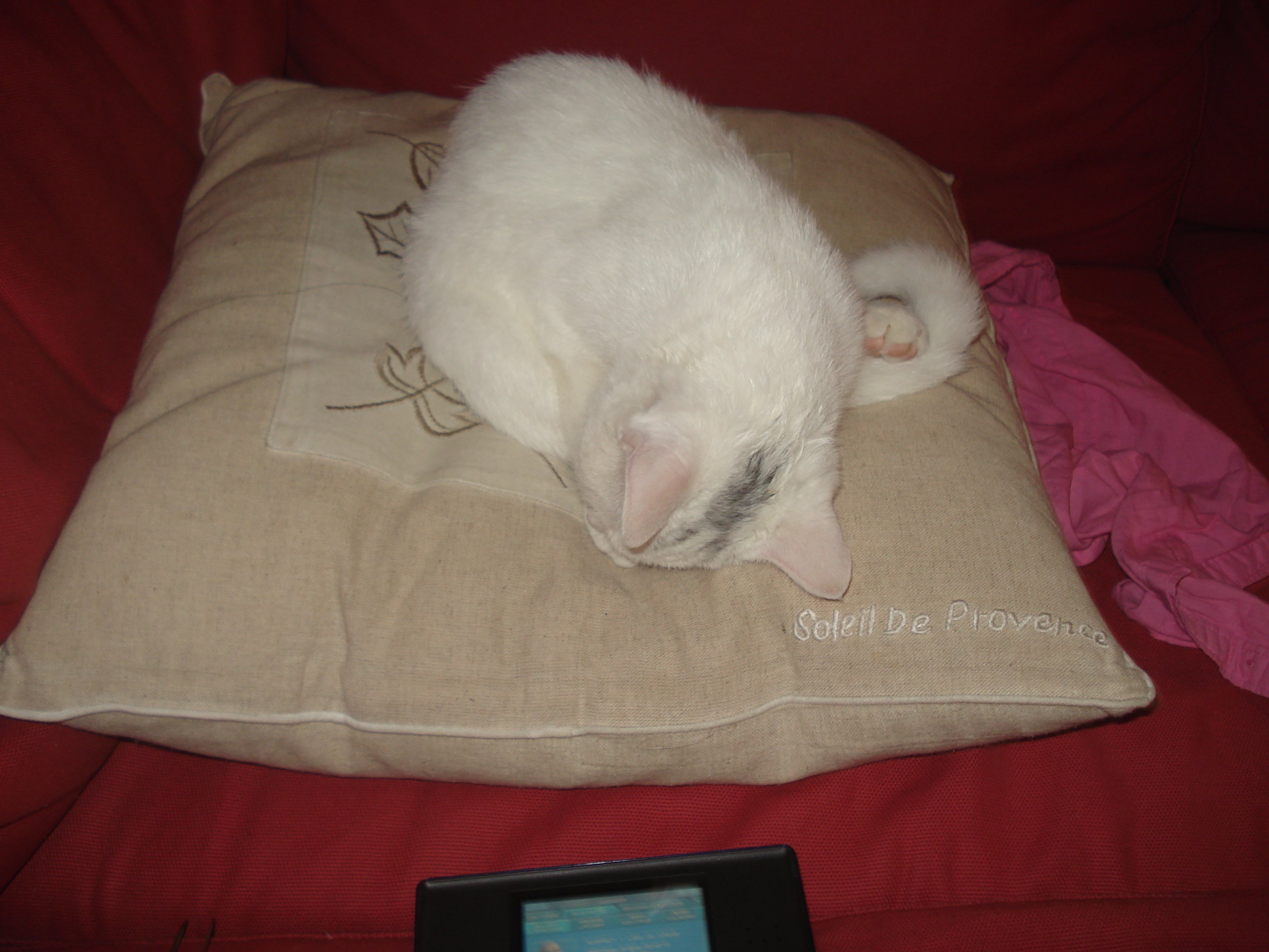 Chaton Blanc Avec Une Tache Sur La Tete Photos Chats Forum Animaux Doctissimo Chaton Blanc Avec Une Tache Sur La Tete Photos Chats Forum Animaux Doctissimo