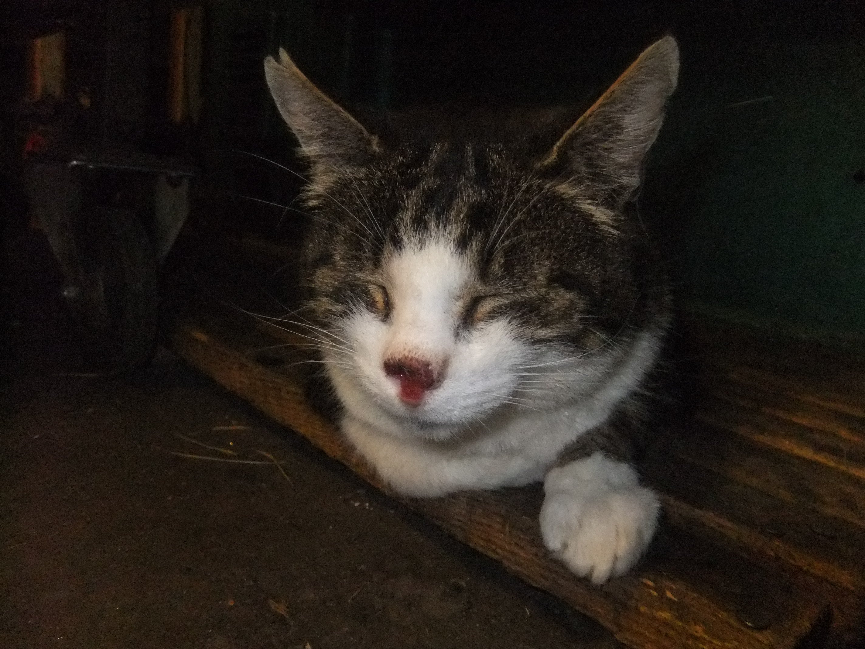Tumeurs A La Truffe Chats Forum Animaux Doctissimo Tumeurs A La Truffe Chats Forum Animaux Doctissimo