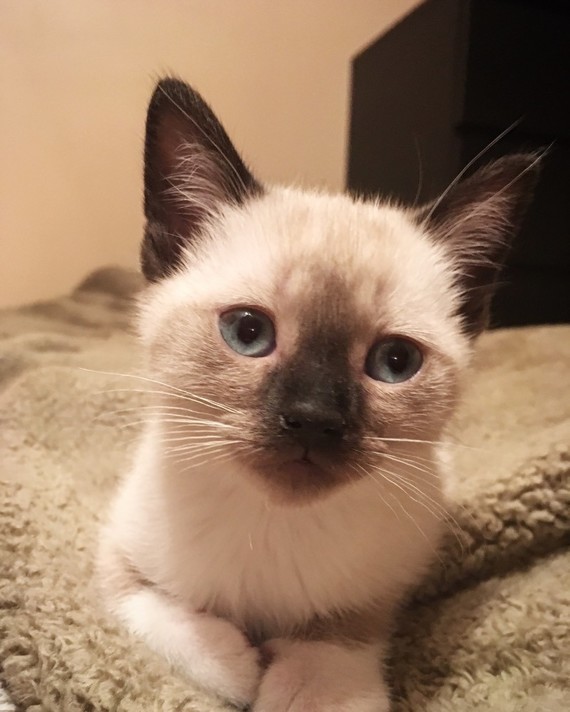 Chaton Siamois Dans Portee Domestique Chaton Siamois Dans Portee Domestique