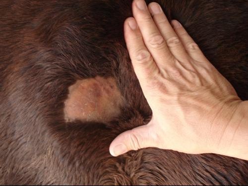 Perte De Poils Par Plaque Perte De Poils Par Plaque