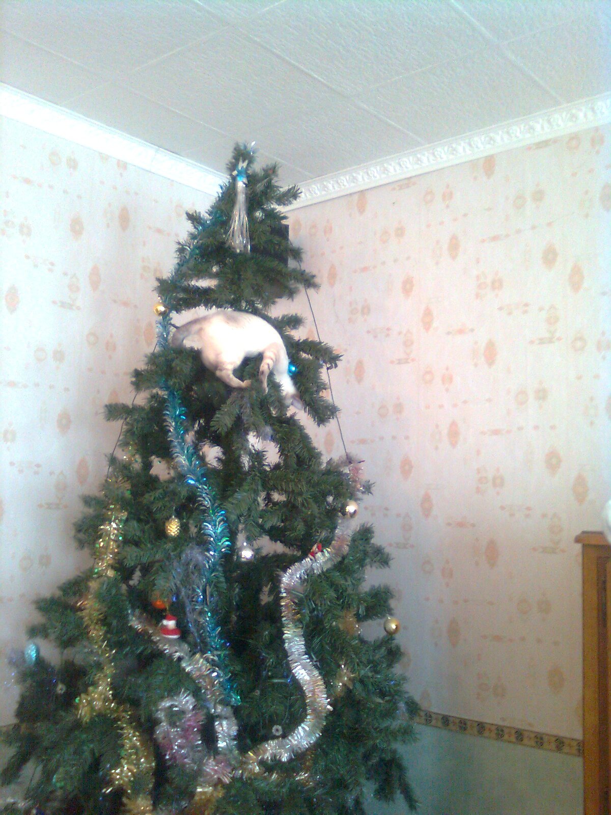 Chat Et Sapin De Noel Chats Forum Animaux Chat Et Sapin De Noel Chats Forum Animaux