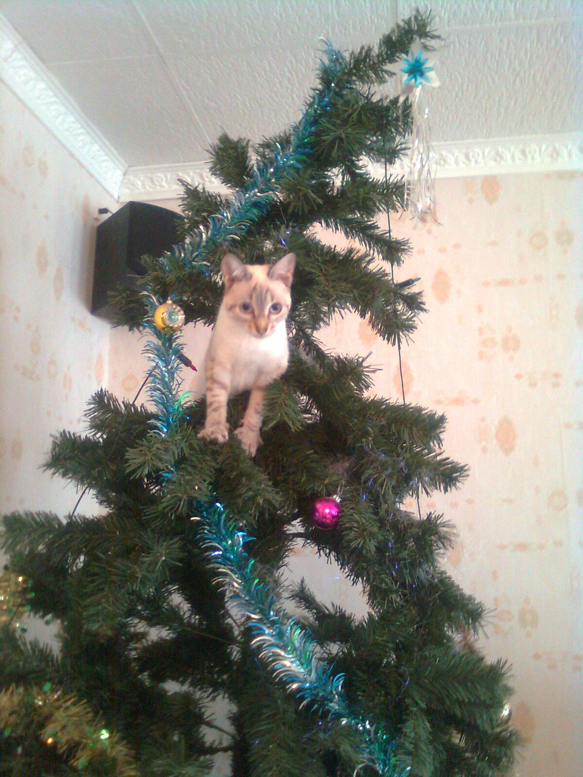 Chat Et Sapin De Noel Chats Forum Animaux
