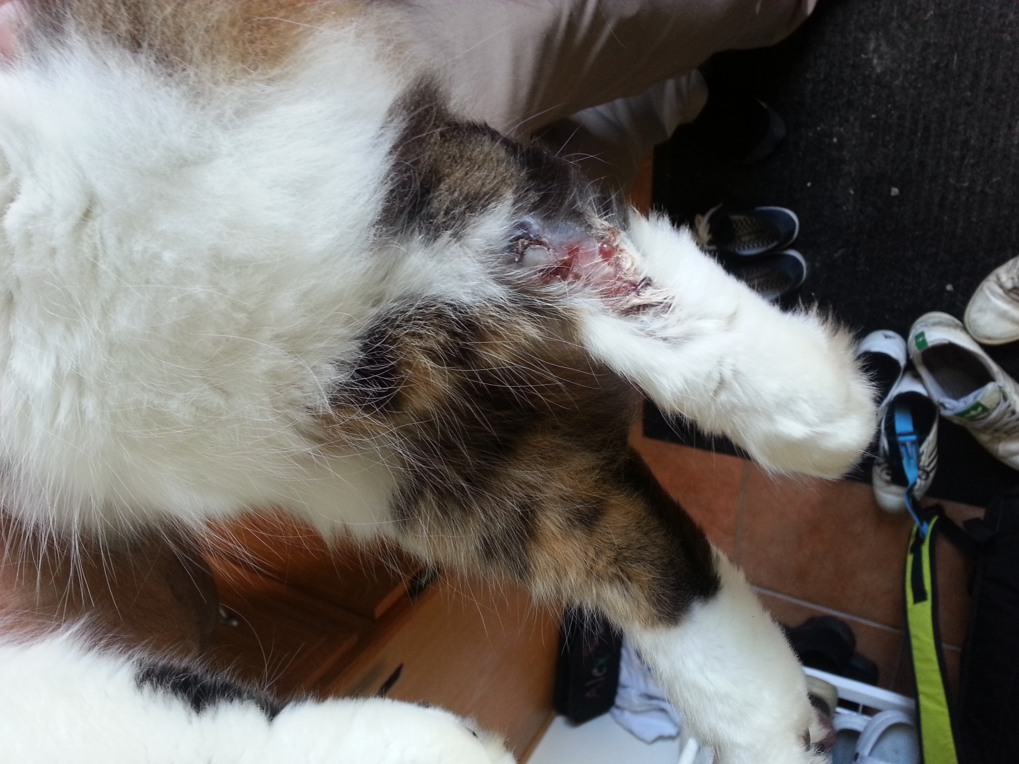 Plaie Enorme Sur La Patte De Mon Chat Aidez Moi Medecine Veterinaire Forum Animaux Doctissimo Plaie Enorme Sur La Patte De Mon Chat Aidez Moi Medecine Veterinaire Forum Animaux Doctissimo