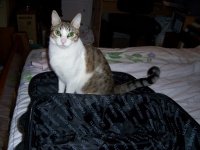 Stitch a décidé de s'installer dans la valise