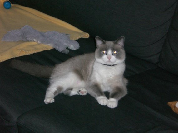 Recheche Du Monde Qui Ont Un Croise Siamois Recheche Du Monde Qui Ont Un Croise Siamois