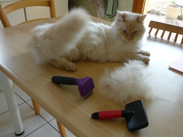 Boule De Poil Difficile A Enlever Sur Pelage Chats Forum Animaux Doctissimo Boule De Poil Difficile A Enlever Sur Pelage Chats Forum Animaux Doctissimo