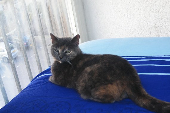 Mon Chat De 17ans 1 2 Est Mort Ce Soir