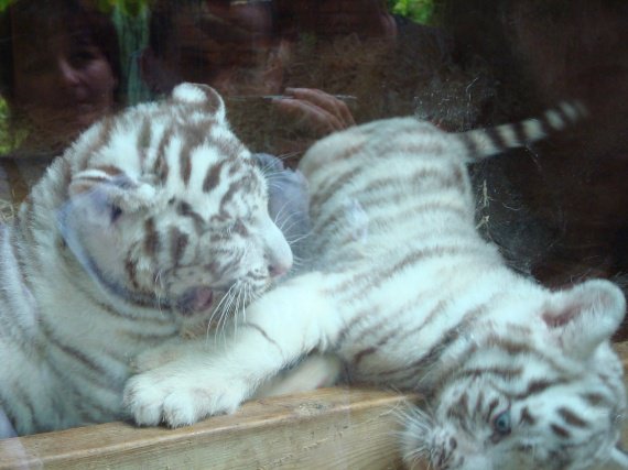 Bébés tigres blancs