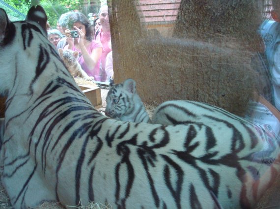 Tigresse blanche et ses petits 1