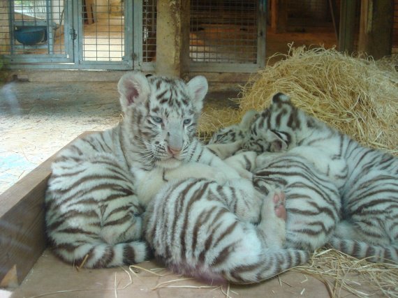 Bébés tigres blancs 2